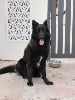 German Shepherd  black colour