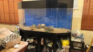 حوض سمك (اكواريوم) عالي الجودة ضد الكسر متر ونصف ×نصف متر ×90 الارتفاع بسعر خيالي