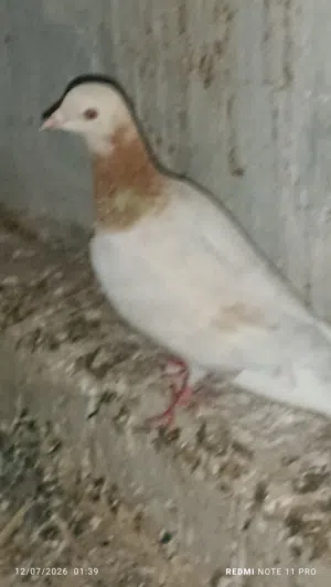 انتي بريقهام مشاء الله