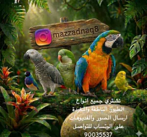 3zooz 
