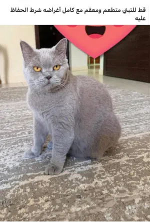 قط بريطاني للتبني