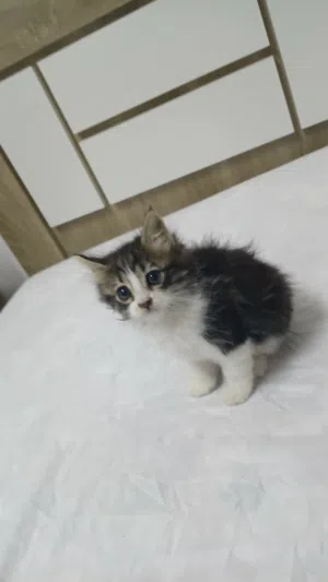 قط ذكر عمره بالاشهر للتبني