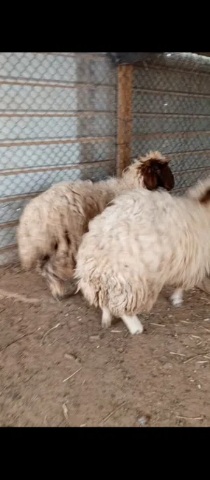 خرفان ورخال نعيمي وهرافي بلدي مشروطة انتاج مراحنا