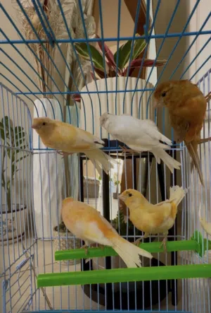 Male and female canary available