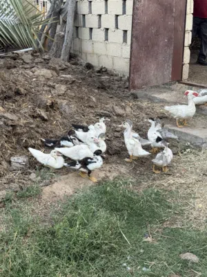 بط مصري للبيع