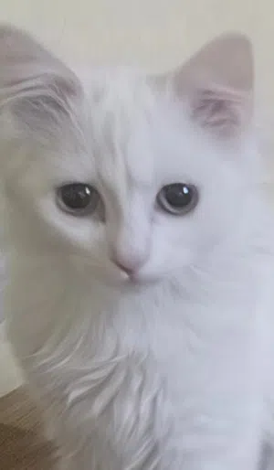 قط شيرازي للتبني ذكر وقط اخر بلدي