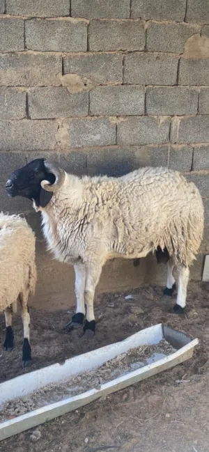 فحل ماشاء الله للبيع السن أربع مكان تاجوراء