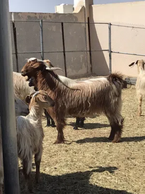 تيس من حلال الجواميد