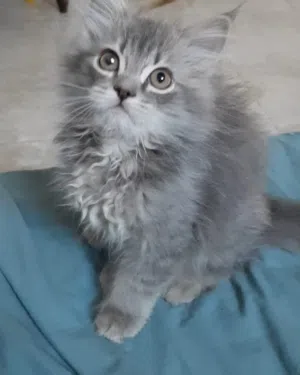 بيع قط صغير