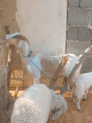 عنز سنها اول جمع  تحتها جدي الله يبارك