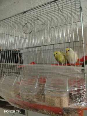 طيور حب هوكو رومو للبيع