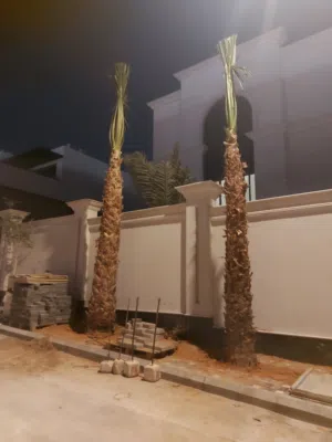 نخل واشنطن امريكي زينه للقصور والفلل والبيوت