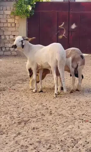 زوز نعاج وفحل للبيع