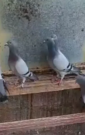 حمام زاجل للبيع جمله