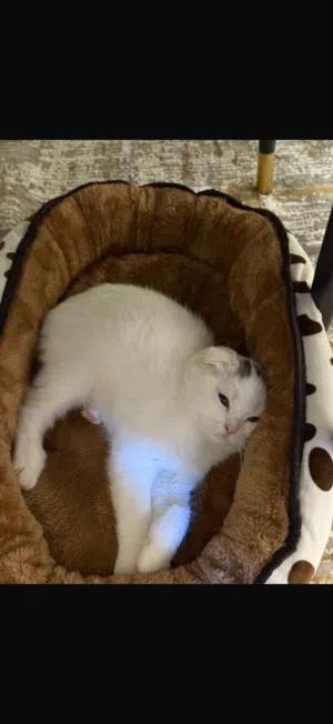 Scottish Cat Available For Adoption