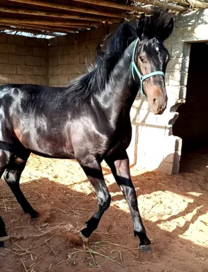 مهر للبيع العمر 13 الشهر