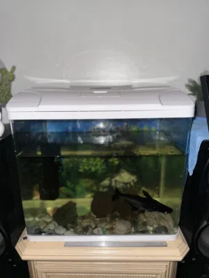 Aquarium with fish