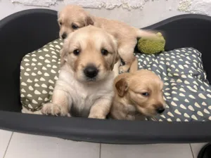 Golden retriever puppies, female