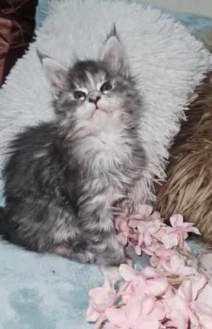Maine coon kitten available cute active playful (not adoption)2 monts old large size