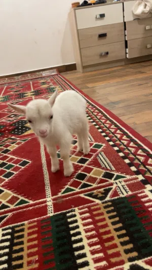 تيس جيكي عمره شهر وونيس ولعوب