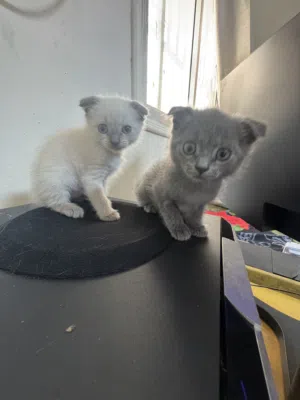Rare Kittens