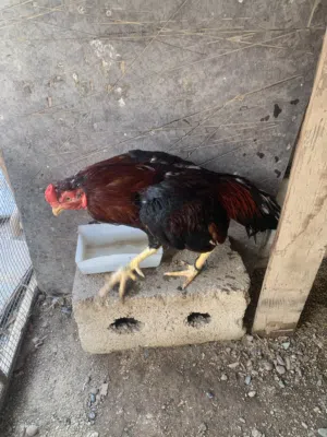 ديك باكستاني حال بيع