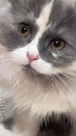 قطط للنبني