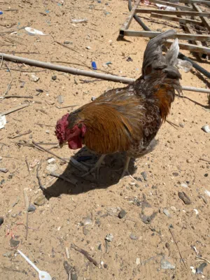 فروج وندوت بلو عمره سنة