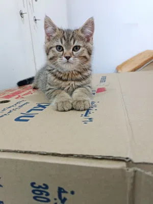 Kitten for sale