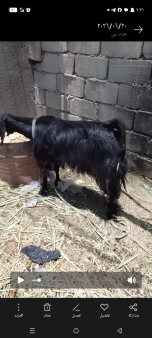 صخول 2 نثايه يرهمن كصابه جني وحده ضروبه فغاني وثانيه شاميه