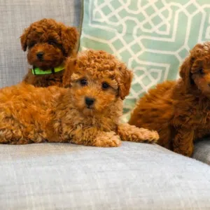 Maltese puppies