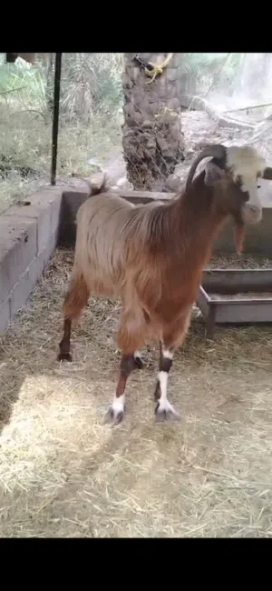 تيس عماني سمين