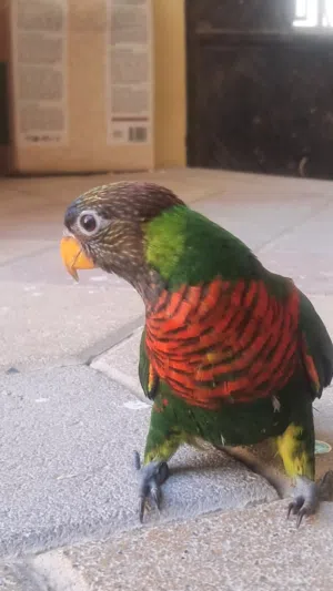 Coconut Lory fully hand tamed
