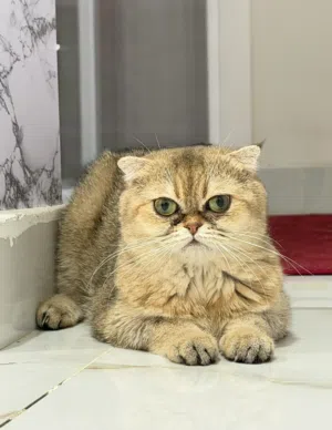 مطلوب ذكر للتزاوج