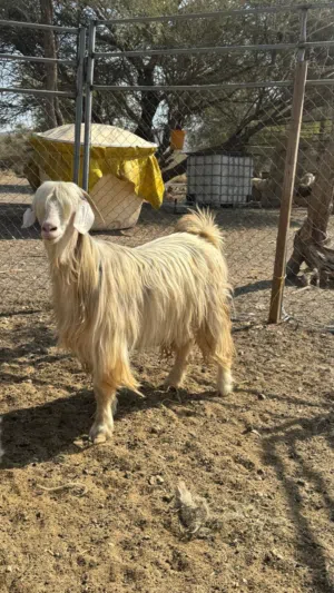 شااااه رحبيه