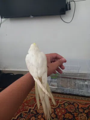 ببغاء كوكتيل مفطوم مروض فل