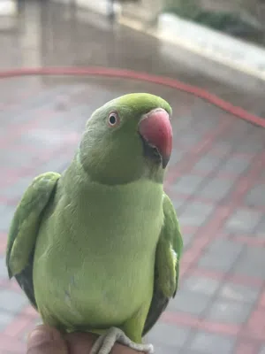 ببغاء دره اليف...الوصف مهم