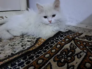 قطة شيرازي عيون زرقاء