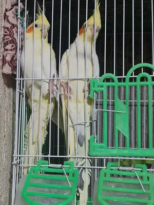Parrots4