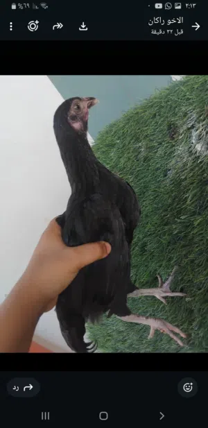 للبيع دجاج الوصف مهم