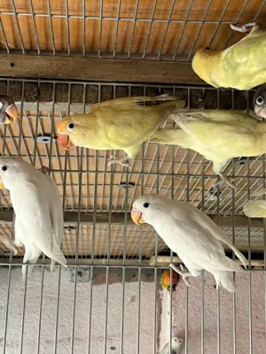 غندور فيشر مال محميه