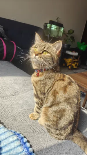 Tiger cat for adoption قطة تابي للتبني