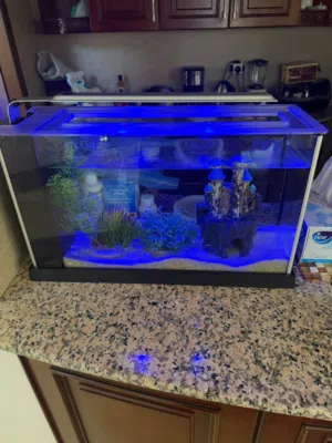 Additional Price cut!! Fluval Flex Aquarium Complete Setup – Like New – Now 95 BD