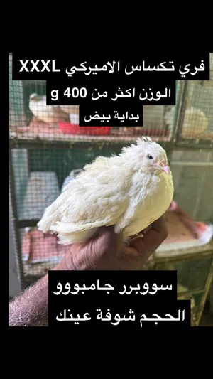 ‏حمام‏3