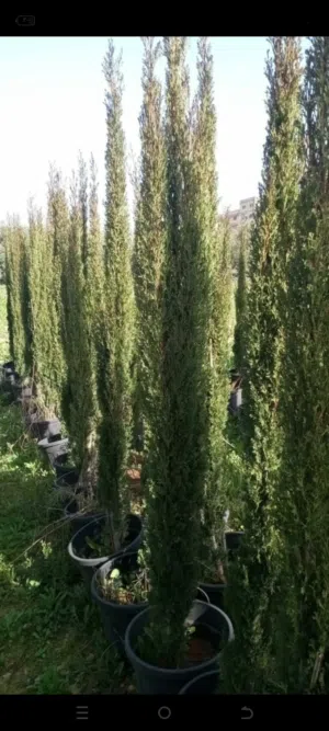 سرو توتم ايطالي طول 2.20 متر وأكثر