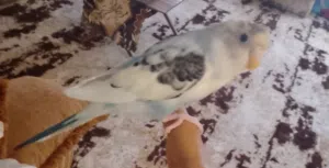 السلام عليكم ورحمه الله وبركاته متوفر اربعه طروف بقلينو أقرا الوصف