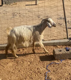 عنز ربي يبارك