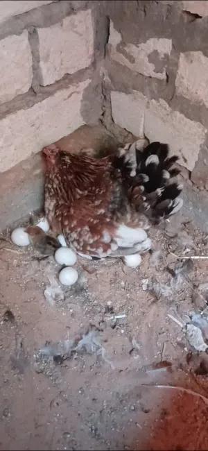 المكان تاجوارء