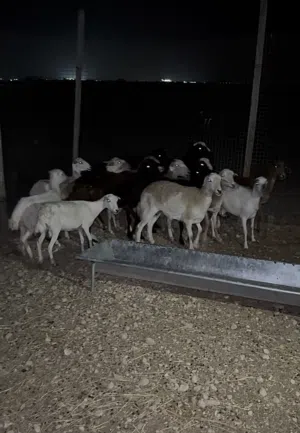 أغنام مداني يعني حوامل للبيع