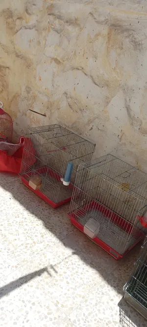 ‏إكسسوارات ‏.‏ طيور ودواجن‏0